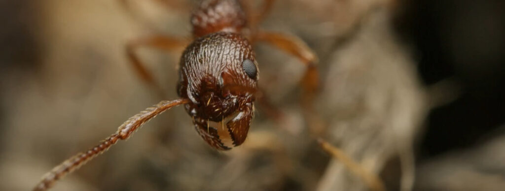 European Fire Ants