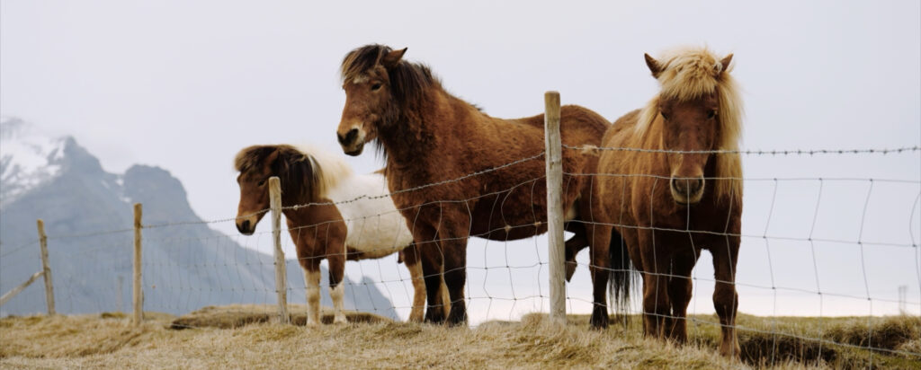 Hoof Authority